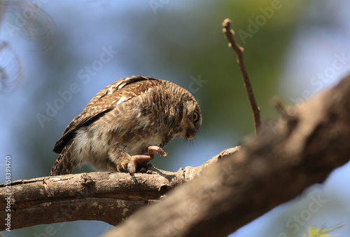 Photography Asian barred owlet (Glaucidium cuculoides cuculoides), also known as the cuckoo owlet, is a species of pygmy owl