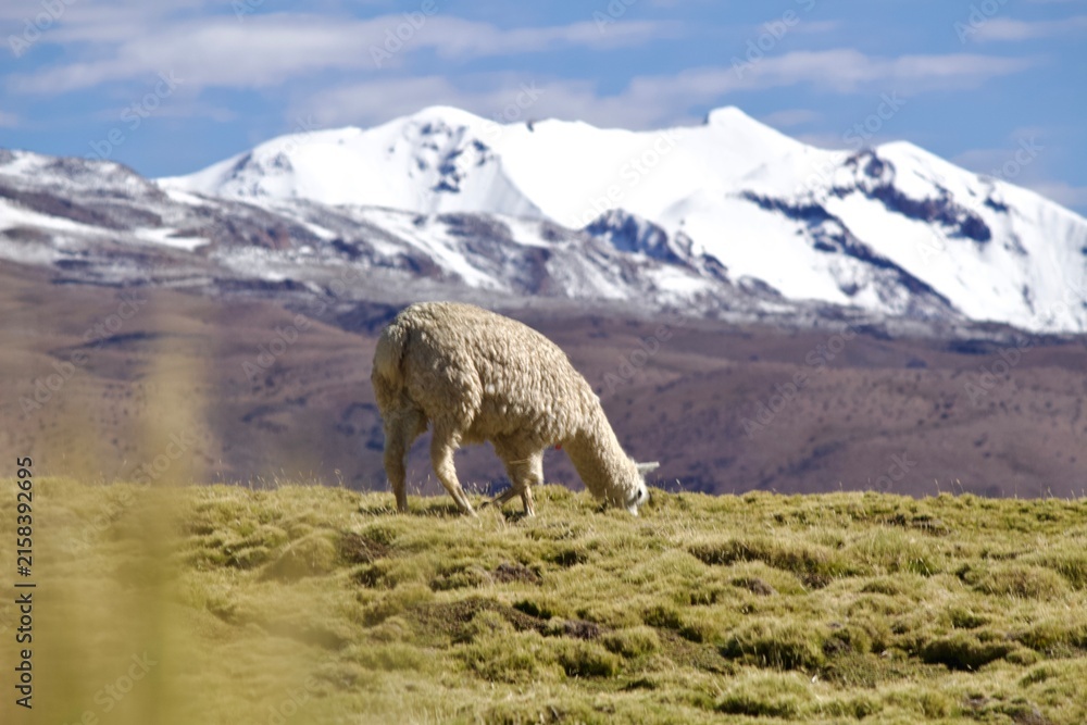 Naklejka premium Alpacas in the Andes of Bolivia