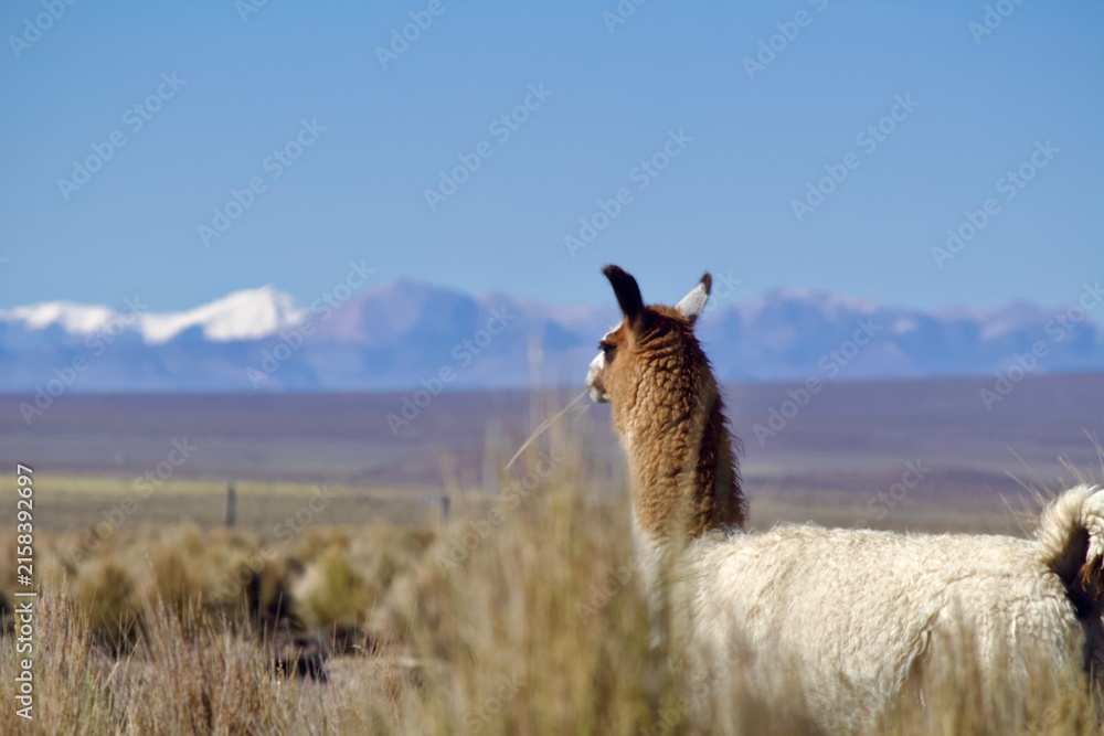 Naklejka premium Alpacas in the Andes of Bolivia