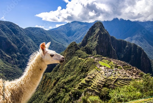 Bild auf Leinwand Alpacas in the Andes Machu Pichu