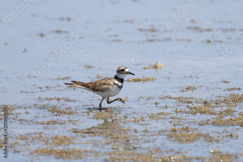 Canvastavla Killdeer