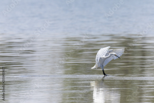 Snowy Egret