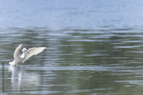Snowy Egret