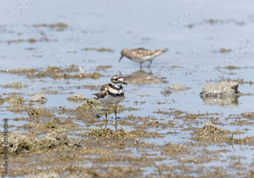 Killdeer