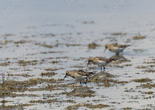 Killdeer