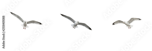 Set of Flying Seagulls Coastal Birds Ocean Wildlife Marine Animals Graphic Design Assets Isolated Transparent PNG Format Background File