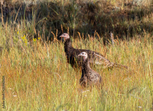 Pair of WIld Turkeys