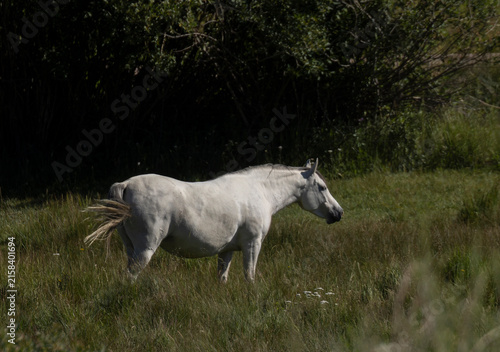 White horse