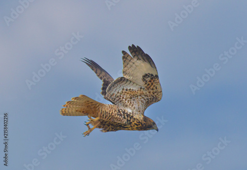 Red-tailed Hawk