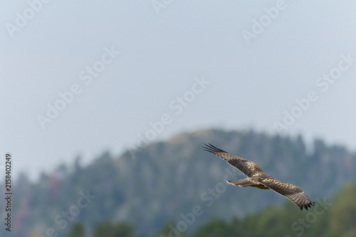 Red-tailed Hawk