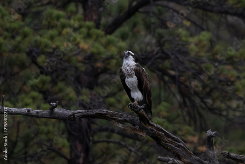 Osprey in the Canyon