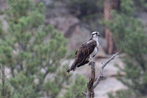 Osprey in the Canyon