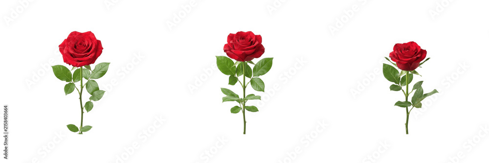 Fototapeta premium Red Rose Flower PNG Transparent Background Stock Image Collection Featuring Three Beautiful Fresh Blooming Flowers with Green Leaves and Stems Isolated for Romantic Design and Floral Projects