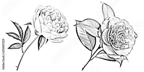 Pair of exquisite peony and camellia flower illustrations rendered in graphite style isolated on transparent background