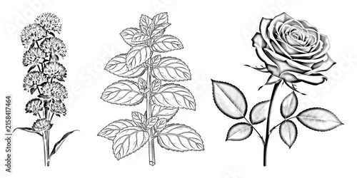 Konstfotografi Botanical trio of clover flower mint plant and rose isolated on transparent back
