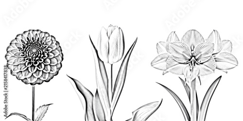 Fotografie Elegant dahlia tulip and amaryllis flower sketches isolated on transparent backg