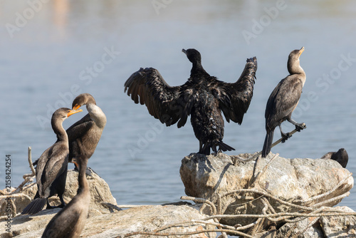 Double-crested Cormorants