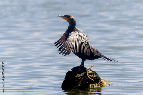 Double-crested Cormorants
