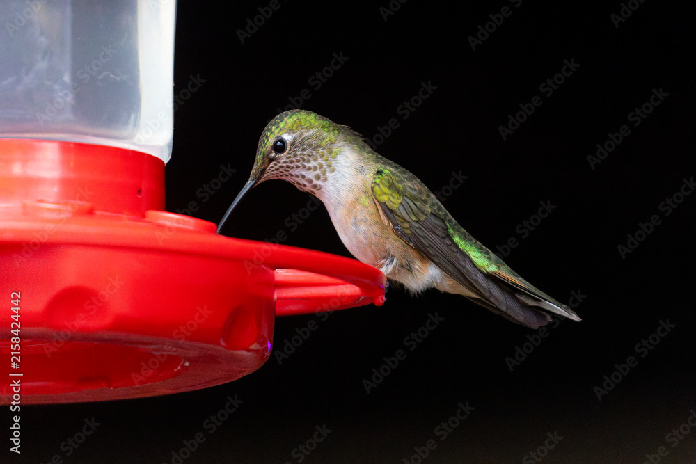 Naklejka premium Hummingbirds