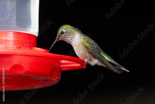 Hummingbirds