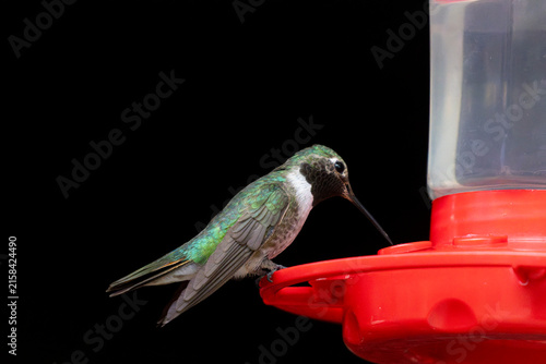 Hummingbirds