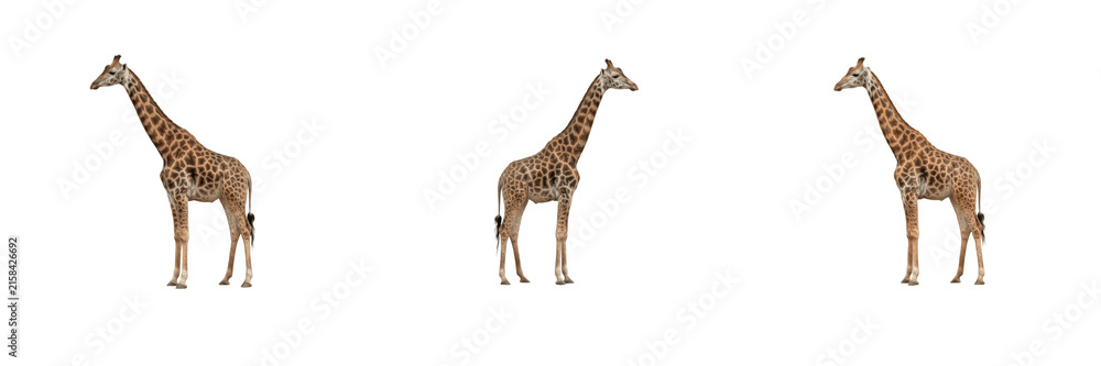 Obraz premium Wild adult giraffes set featuring tall African mammals with long necks and spotted brown patterns standing in profile in different angles isolated on a transparent background PNG for safari design