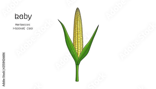 Fresh baby corn plant with green husk.