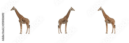 Canvas Print Wild adult giraffes set featuring tall African mammals with long necks and spott