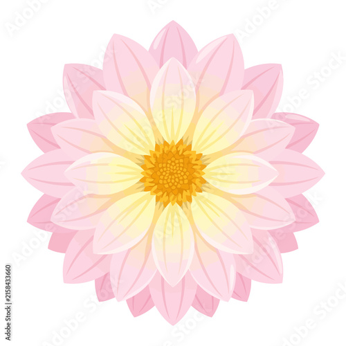Beautiful blooming dahlia flower with pink and yellow petals
