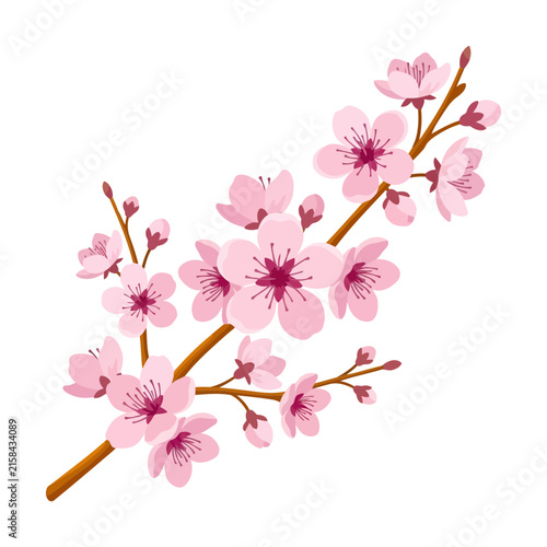 Cherry blossom branch with pink flowers and buds
