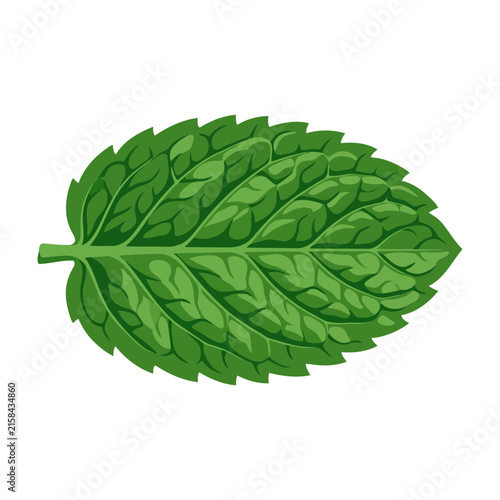 Fresh green mint leaf isolated on white background