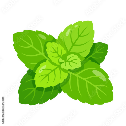 Fresh green mint leaves bunch isolated on white background