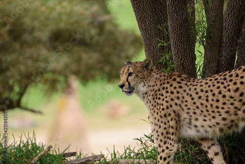 Photography Cheetah standing by a tree trunk in the wild safari landscape, looking off into the distance with its mouth slightly open