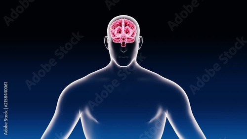 Human Brain and Body