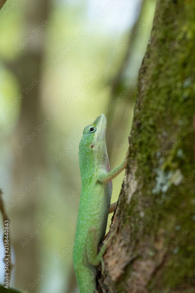 Fototapeta premium Green Anole Lizard on a Tree