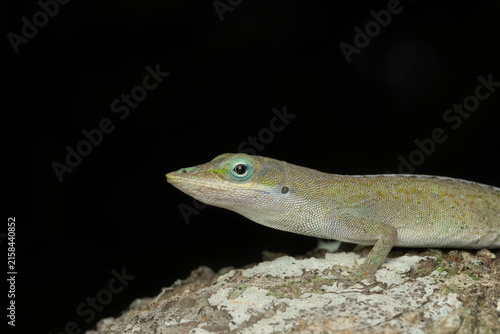 Green anole macro shot