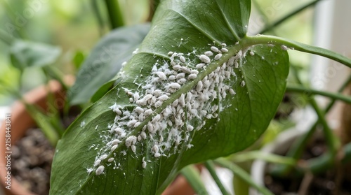 Mealybug infestation on a green houseplant leaf in close up