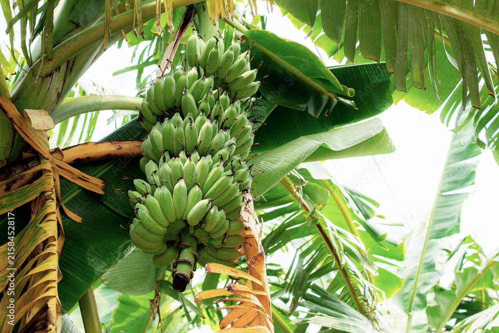 Obraz premium Banana raw on tree at sky.