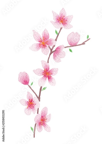 spring cherry blossom branch, pink flower, beautiful, hand-painted watercolor painting