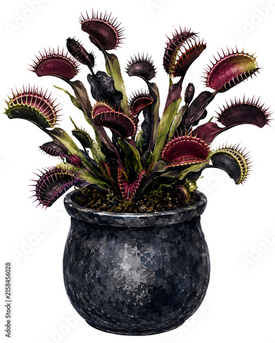 Plakat w ramie watercolor venus flytrap plant