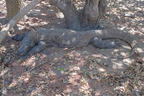 Canvas Print Wild Komodo dragons in Komodo National Park, Indonesia