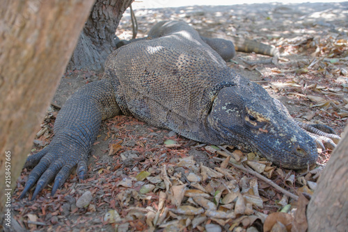 Canvas Print Wild Komodo dragons in Komodo National Park, Indonesia