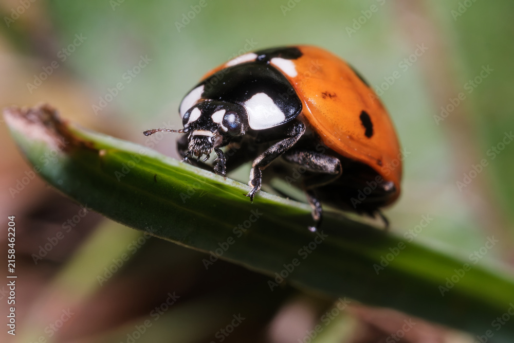 Obraz premium Ladybug Climbing Green Plant in Field Macro Nature