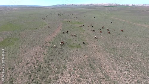 Aerial cattle grazing across arid steppe plain treeless rangeland dry soil textures.