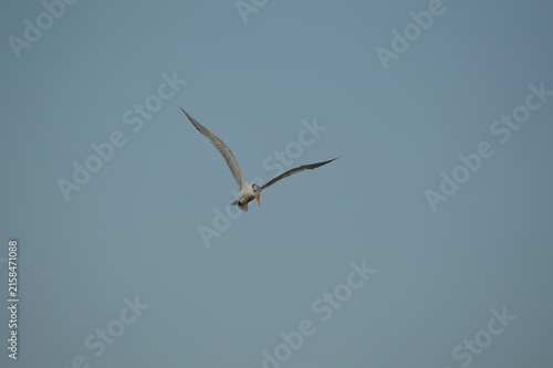 Florida Wildlife Royal Tern spotting prey