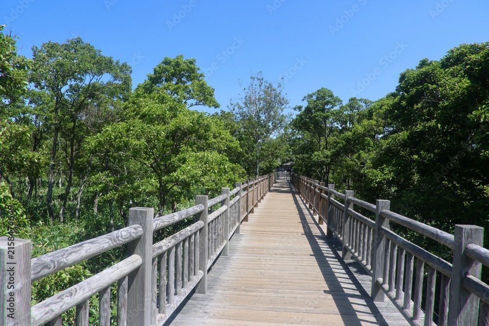 Obraz premium 高架木道・知床五湖（北海道・斜里町）