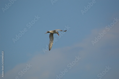 Florida Wildlife Royal Tern Flying Long Wing