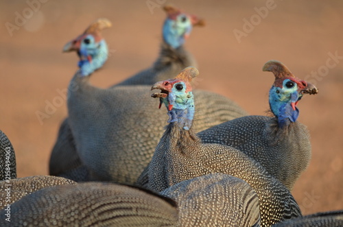 Fotografie Flock of Helmeted Guineafowl with calling bird in the bushveld at Pongola Game R