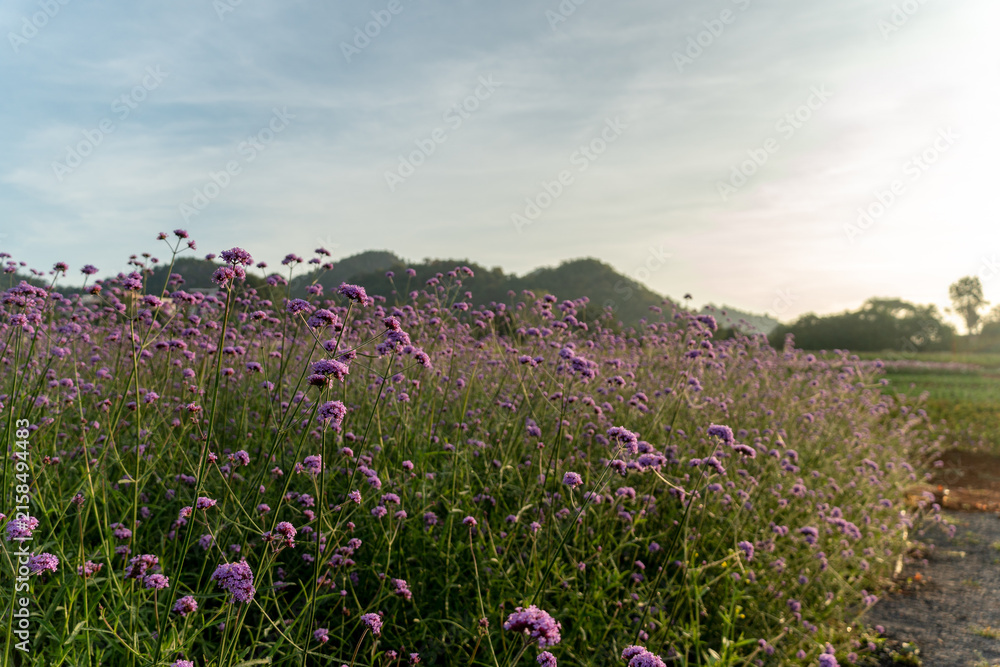 Obraz premium Verbena bonariensis violetta in the garden field of violet flowers of verbena bonariensis background Purpletop Vervain Flower .