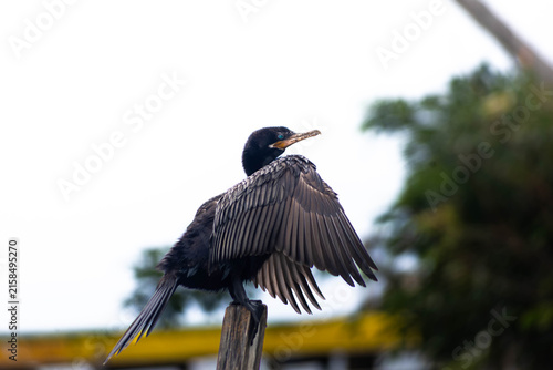 Cuadro en lienzo black crowned night heron